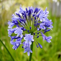 아가판서스(암스테르담)숙근(3개묶음)모종/dd2410, 3개