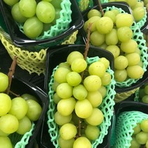 망고포도 2kg 영동 샤인머스켓 5송이 내외 고당도 터질듯한 알멩이 샤인머스캣, 망고포도 2kg(5송이 내외)