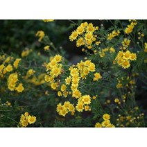 감국 노지월동다년초 (모종5개묶음) 국화차재료 꽃차 약용식물 규격8cm포트묘 [꽃심야생화], 5개