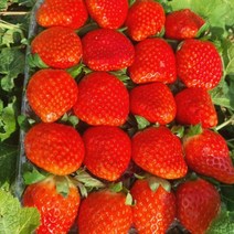 [노말테이블]맛있는 생딸기 특품 산청딸기 장희딸기 10브릭스, 특품 총1.5kg(2팩), 2개