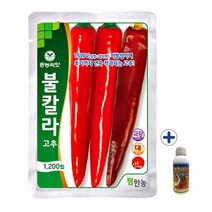 2023 고추종자 불칼라 1200립 칼라병 저항 씨앗 + 고추칼슘500ml 농사친구, 불칼라1200립+고추칼슘500ml