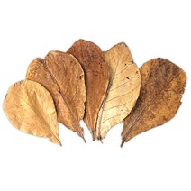 미미네아쿠아 알몬드잎 Almond Leaf (랜덤) 5장-(코리알 베타어항), 단품없음
