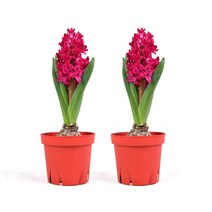 그린테라피 1+1 구근식물 히아신스 수선화 봄꽃 수경재배 식물 화분, 02_1+1히아신스 + 히아신스