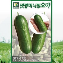 맛짱미니청 오이 씨앗 오이 씨 종자 10립, 상세 설명 참조