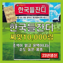[23년산 국내생산] 잔디 씨앗/한국들잔디 - 만립(10000립) - 산소용 정원용 골프장용 축구장용, 1개