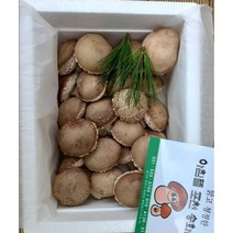 운악산 송화버섯 1kg 실속 40~50g 송화고버섯 송화버섯효능, 단품