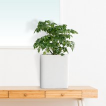 작은정원사 해피트리 행복나무 테이블화분 공기정화식물 시멘트분, 해피트리 테이블용(SH0048T)