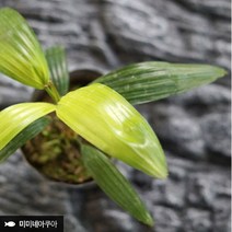 미미네아쿠아 관음죽 - (테라리움 비바리움), 단품없음