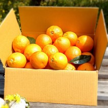 제주블러드오렌지 4.5kg(가정용 중소과) 지중해의 뜨거운 햇살과 바람이 담아 제주로부터 스위트오렌지 박스무게포함, 1개