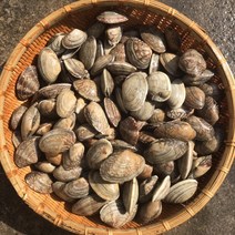 바지락1kg 제철 캠핑모듬조개 캠핑조개 해산물 수산물 어패류 바지락 째복 명주 비단 갈미 백합조개 백상합 모시 뿔소라 대합 개조개 참가리비구이 키조개 전복 삐뚤이소라 밀고동, 1개, 3kg
