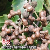 접목헛개나무 풍산 접목1년생