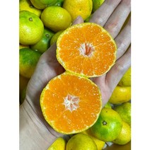 고당도 하우스 감귤 5kg 2kg 3kg 제주 서귀포 감귤 제주감귤 당도선별 Tangerine, 3kg 로얄과, 1개