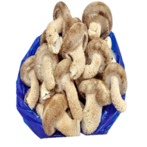 송향버섯(송화 송고버섯 착한 송이버섯), 1박스, 가정용식당용1kg