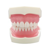 치아모형 표준 모델 입 이동식 수지 구강 의사 교육 금형 시뮬레이션 시뮬레이션, 표준 치과 모델