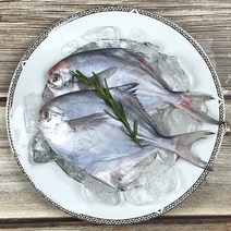 목포 당일바리 생물 병어 1kg (횟감선도) 내장제거 손질완료 병어회, 비손질 병어 중 1kg(7-12미), 1개