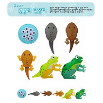 펠트 교육교재 양서류 개구리의 한살이 성장 과정 키트