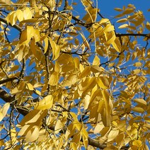 [충북농원] 황금회화 회화나무 묘목 - 접목1년생, 단품, 1개