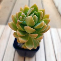 황려 키우기 쉬운 다육식물1-25 랜덤발송, 단품