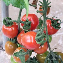 오늘은 플렉스 무농약 대추방울토마토 2kg/5kg, 02_무농약 대추방울토마토 2kg 3번(중과)