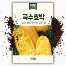 국수호박씨앗 (25립) 호박/스파케티호박, 1개