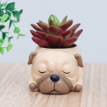 강아지 다육이 화분 모음, 불독