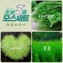 [수초키우기] 초보 모스 3종 세트 미니삼각 모스 리시아 불꽃 음성수초 초보수초 활착 모스