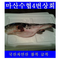 국산 자연산 실기용 복어조리기능사 복어기능사 복어산업기사 기능장 실기 실습용 복어 참복어 자주복, 기능사  참복까치복랜덤혼합5kg 8-10마리