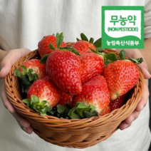 무농약 킹스베리 딸기 생딸기 겨울 제철 논산딸기, [무농약 킹스베리], 특 실속 한판  (30~39g), 1개