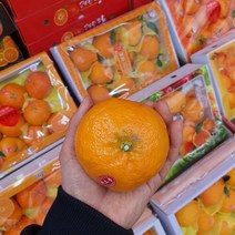제주 고급 레드향 프리미엄 로얄과 3kg 과일 설 명절 선물세트, 레드향 5kg X (18~19과)1박스