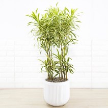 [화수분] 드라세나 송오브인디아 인테리어식물 예쁜 카페식물, 1개, 1.중소형 테라화분