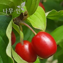 [나무인] 산수유나무 개화주 분뜨기 지름5cm (차량배송)