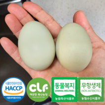 청란 청계란 초란 보다 큰 특란(42g~48g) haccp인증 무항생제 동물복지 1등급 청계알 농장직송 20구 40구 60구 당일산란 당일배송