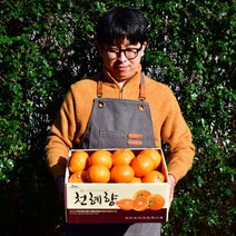 제주 프리미엄 천혜향 가정용 선물용 3kg 5kg 10kg, 프리미엄선물세트5kg