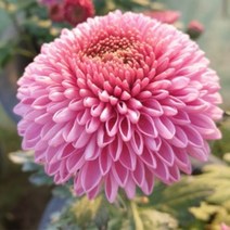 [꽃모종]국화(폼폰타입) : 9cm분, 팡팡 핑크, 1개