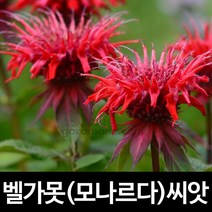 벨가못 씨앗 베르가못 씨앗 모나르다 씨앗 1000알