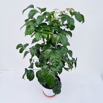조이플랜트 녹보수(중품)