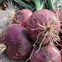 무안양파 자색양파 전남 황토밭 양파 적양파 햇양파, 전남 무안 자색양파 소 장아찌용 5kg