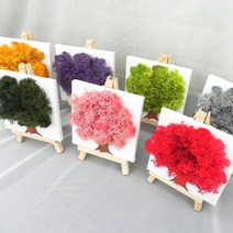 [Rucy] 스칸디아모스이젤액자/공기정화식물/천연이끼, 레드/투명봉투