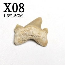 메갈로돈 이빨 상어 치아화석 앙게디스 뱀상어 추천 고생물 천연뼈 화석고발굴 화석, 06