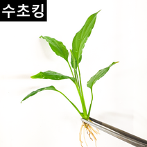 [수초킹] 스파트필름, 1촉