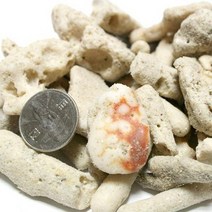 바보사랑 산호사 20~25mm 1포.미미네아쿠아