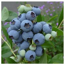블루베리 블루크롭[3년생 포트] kjot