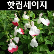핫립세이지 9치화분 1개/다년생 허브/야생화