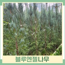 블루엔젤나무 묘목 삽목3년생 뿌리 특묘 5개