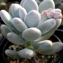 홍미인 예쁜 다육 랜덤 1204-02, 단품, 1개