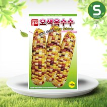 솔림텃밭몰 찰옥수수씨앗 100립 오색찰옥수수 옥수수씨앗종자