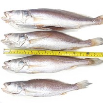 국내 반건조 민어조기 제수용 1마리, 대 42cm 500~595g 내외