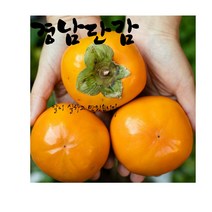 (아삭한단감) 경남 단감 10kg 랜덤과 산지직송