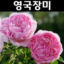 영국장미(메어리 로즈) 땅장미 포트 1개/나무 묘목/꽃나무/조경용