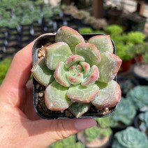 샴페인 다육식물 묵은둥이 용인수다육 반려식물 국민다육이